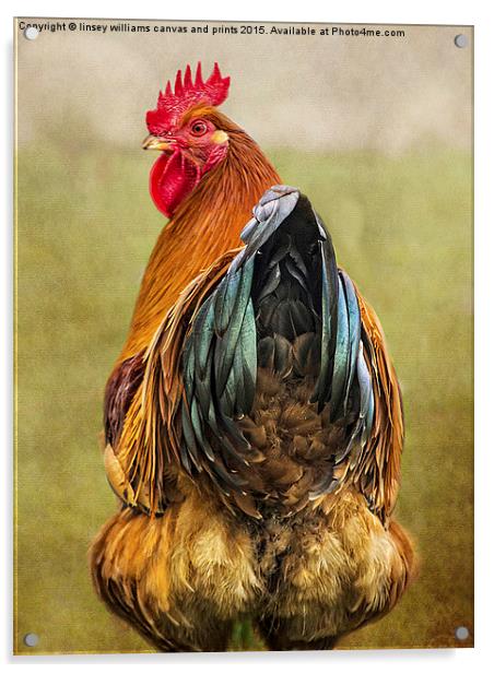 Chickens Hen Party Does My Bum Look Big In This?  Acrylic by Linsey Williams