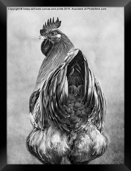 Hen Party Does My Bum Look Big In This B n W Framed Print by Linsey Williams