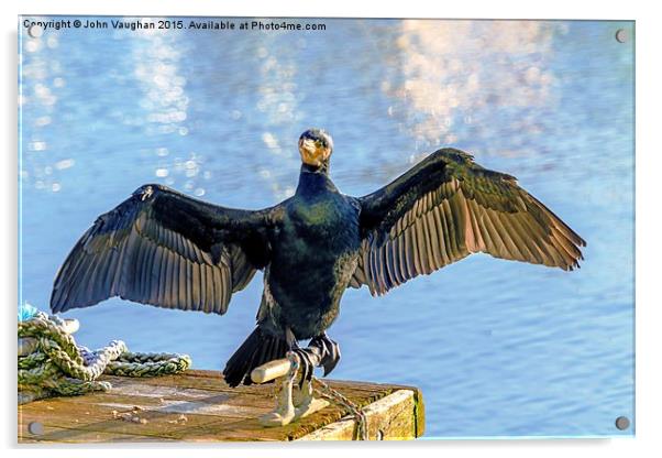  Posing Cormorant Acrylic by John Vaughan