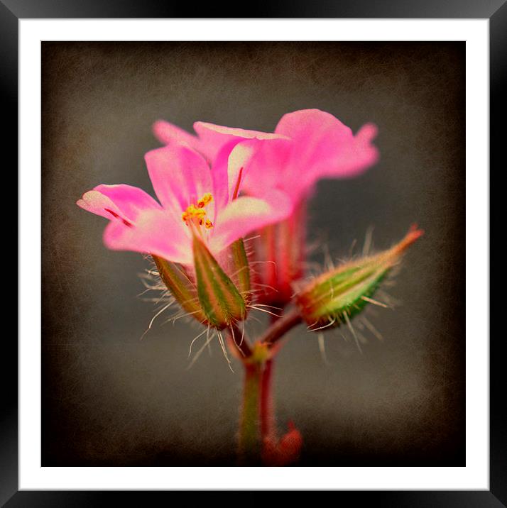  wild flower Framed Mounted Print by sue davies