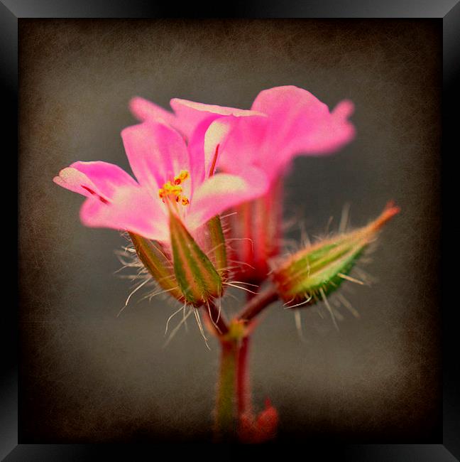  wild flower Framed Print by sue davies