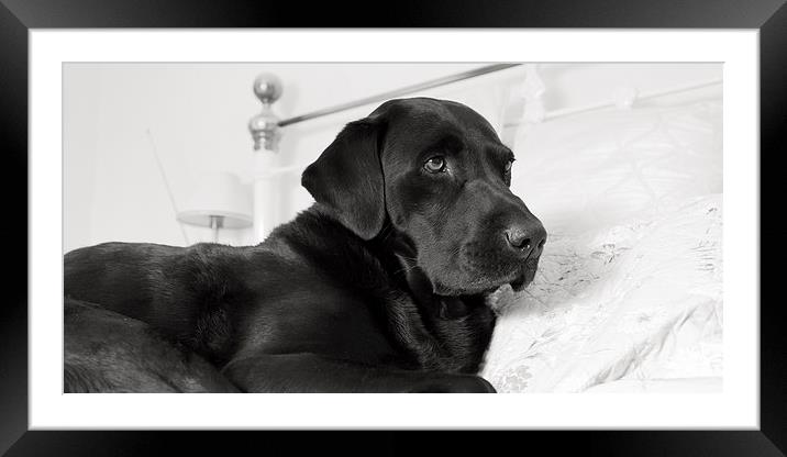 Black Labrador On Bed Framed Mounted Print by Simon Wrigglesworth
