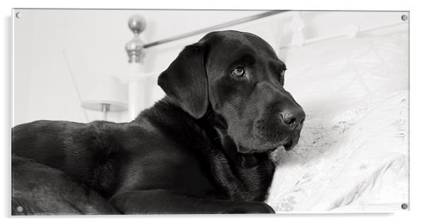 Black Labrador On Bed Acrylic by Simon Wrigglesworth
