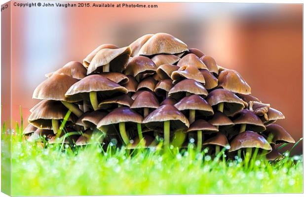  Mushrooms in morning dew Canvas Print by John Vaughan