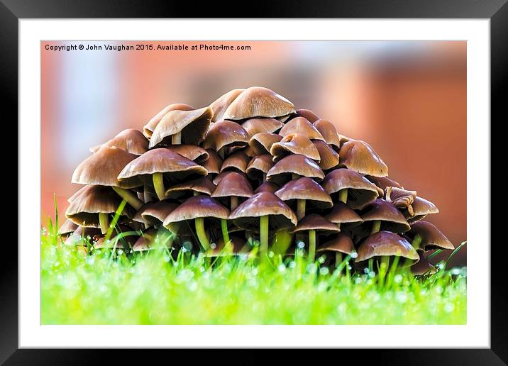  Mushrooms in morning dew Framed Mounted Print by John Vaughan