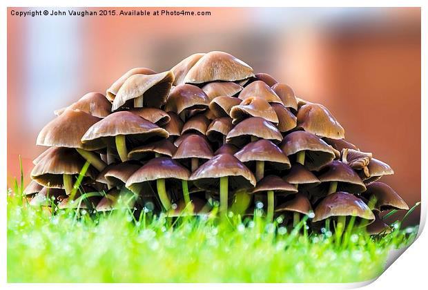  Mushrooms in morning dew Print by John Vaughan
