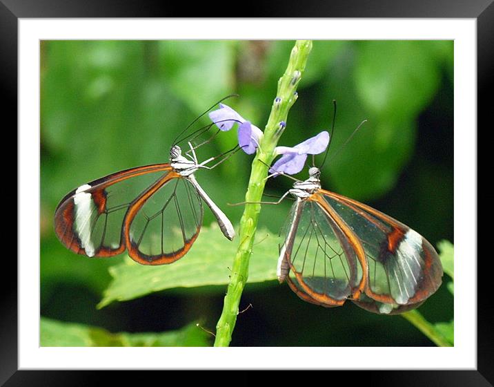 Twin Butterflies Framed Mounted Print by Rebecca Price