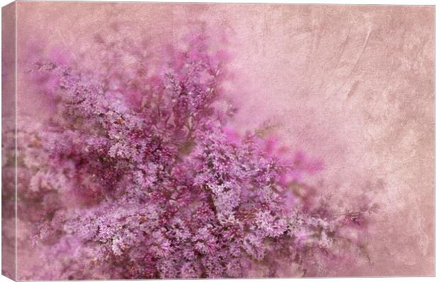  Lilac  Canvas Print by Svetlana Sewell