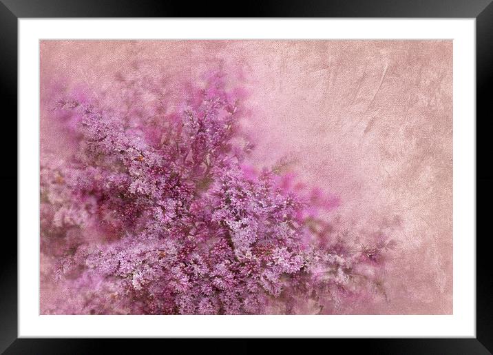  Lilac  Framed Mounted Print by Svetlana Sewell