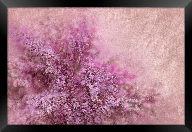  Lilac  Framed Print by Svetlana Sewell