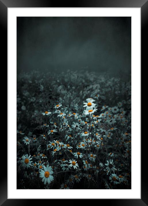  Dark beauty of Daisy Framed Mounted Print by Svetlana Sewell