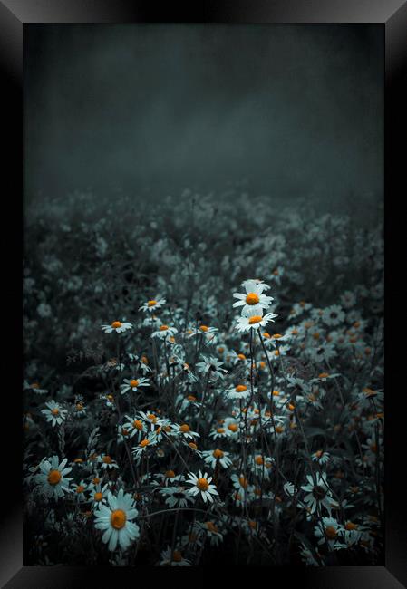  Dark beauty of Daisy Framed Print by Svetlana Sewell