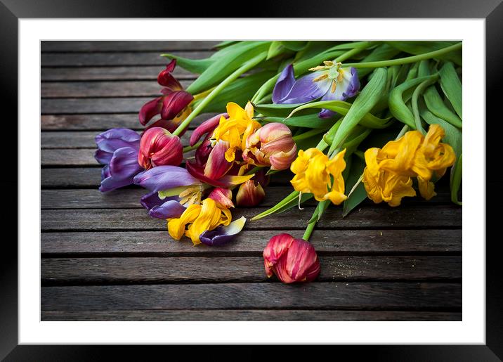  Last breath of Tulips Framed Mounted Print by Svetlana Sewell