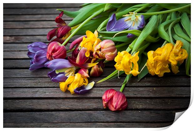  Last breath of Tulips Print by Svetlana Sewell