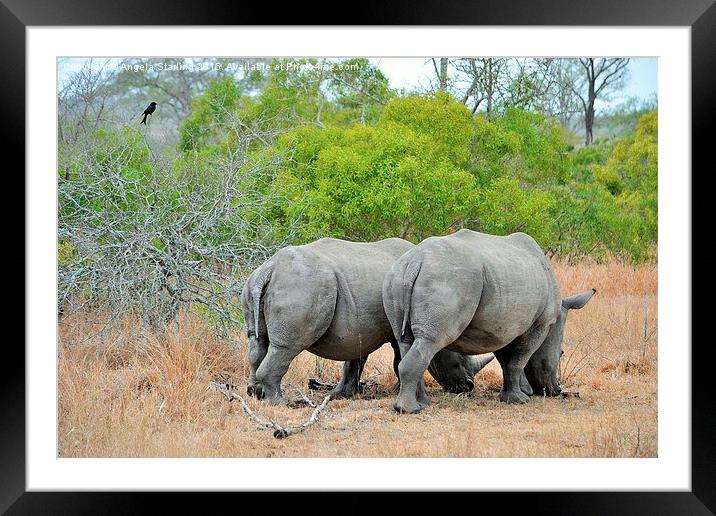  White Rhinoceros Framed Mounted Print by Angela Starling