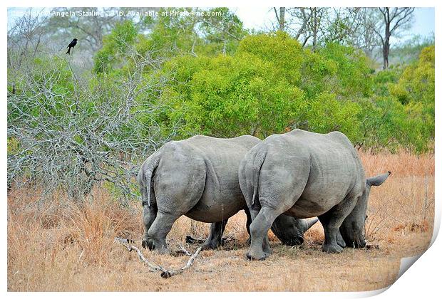  White Rhinoceros Print by Angela Starling