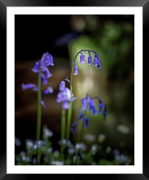 British Bluebells Framed Mounted Print by Leighton Collins