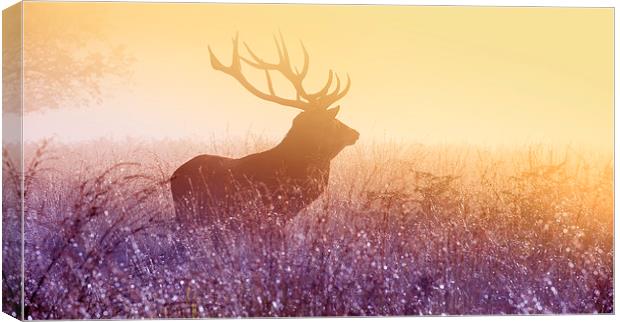 Deer stag Canvas Print by Inguna Plume