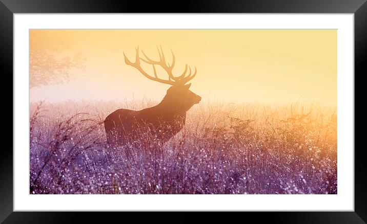 Deer stag Framed Mounted Print by Inguna Plume