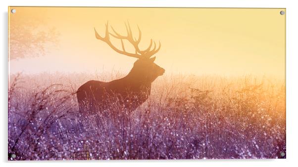 Deer stag Acrylic by Inguna Plume