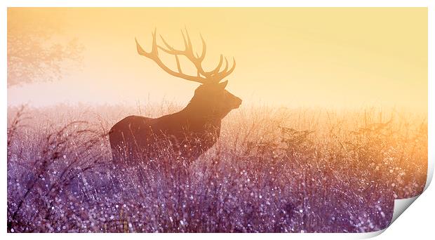 Deer stag Print by Inguna Plume