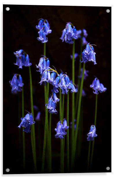   Bluebells Acrylic by Svetlana Sewell