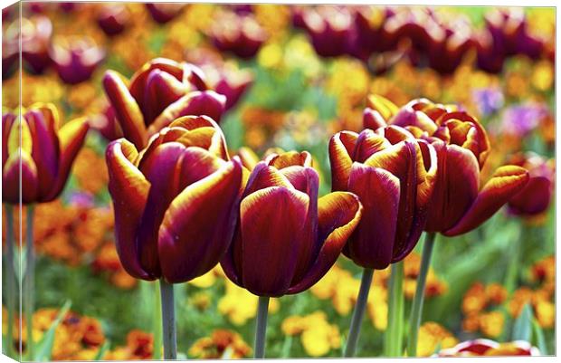 It's Tulip Time Canvas Print by John Vaughan