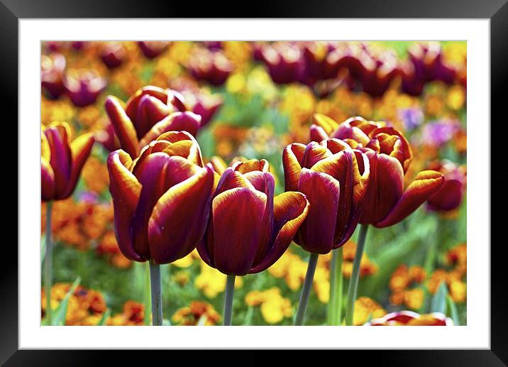 It's Tulip Time Framed Mounted Print by John Vaughan