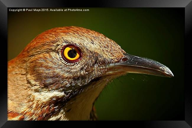 Brown Thrasher Framed Print by Paul Mays