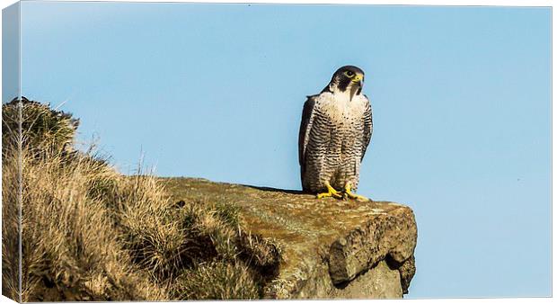 Peregrine Falcon enjoying the sun Canvas Print by Graham Pickavance