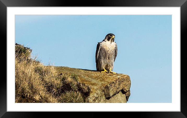 Peregrine Falcon enjoying the sun Framed Mounted Print by Graham Pickavance