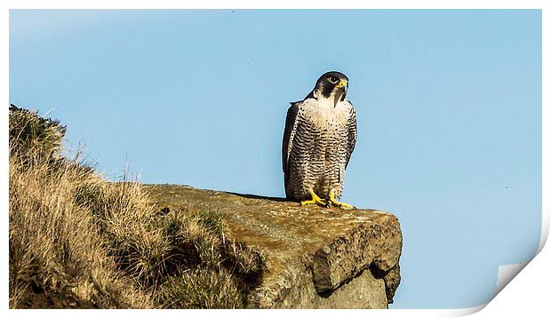 Peregrine Falcon enjoying the sun Print by Graham Pickavance