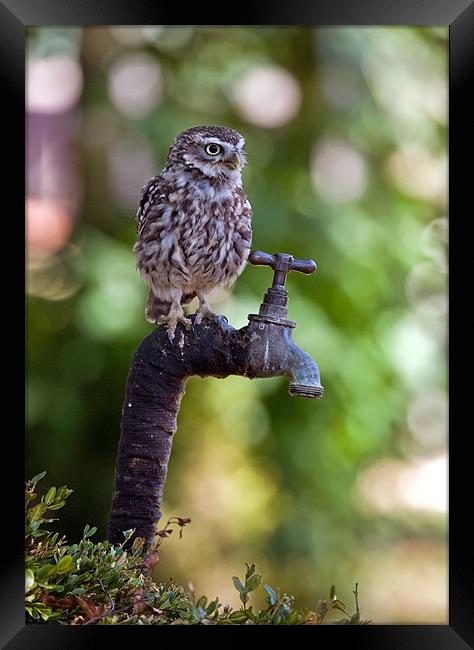 Little Owl (Athene noctua) Framed Print by Sharpimage NET