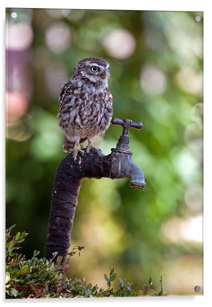 Little Owl (Athene noctua) Acrylic by Sharpimage NET