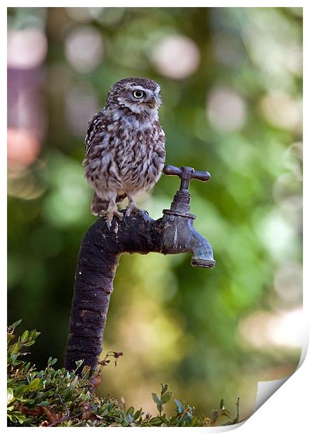 Little Owl (Athene noctua) Print by Sharpimage NET
