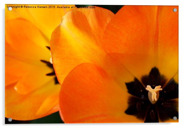  Tulip Glory Acrylic by Rebecca Hansen