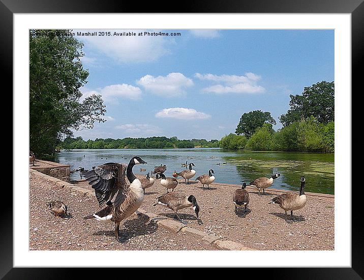  Dinton Pastures Country Park. Framed Mounted Print by Lilian Marshall