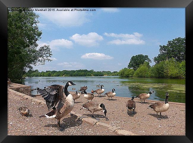  Dinton Pastures Country Park. Framed Print by Lilian Marshall