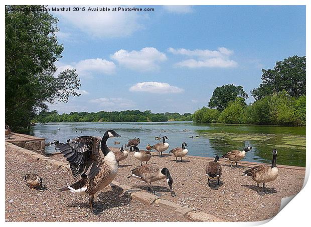  Dinton Pastures Country Park. Print by Lilian Marshall