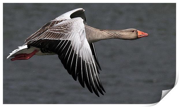 The Greylag Goose Print by Trevor White