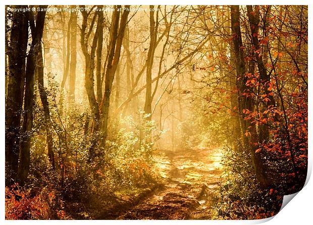  Light To My Path Print by Samantha Higgs