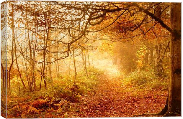  Autumn Woodland Canvas Print by Samantha Higgs