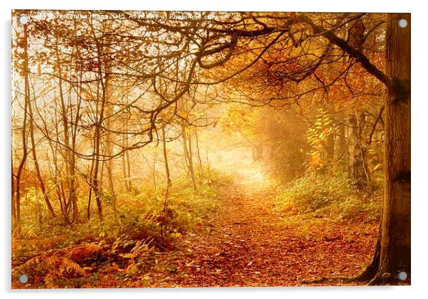  Autumn Woodland Acrylic by Samantha Higgs