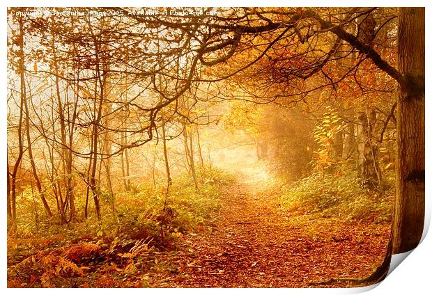  Autumn Woodland Print by Samantha Higgs