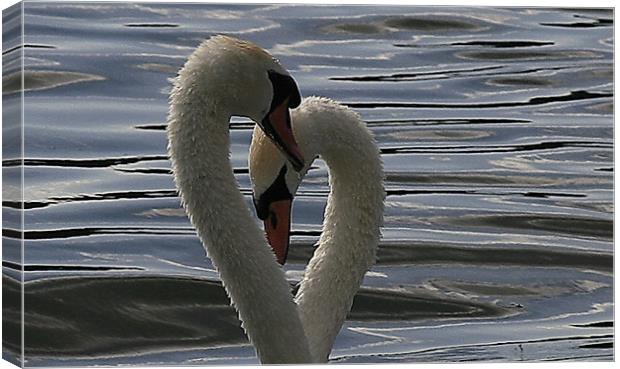Swan Lovehearts Canvas Print by Trevor White