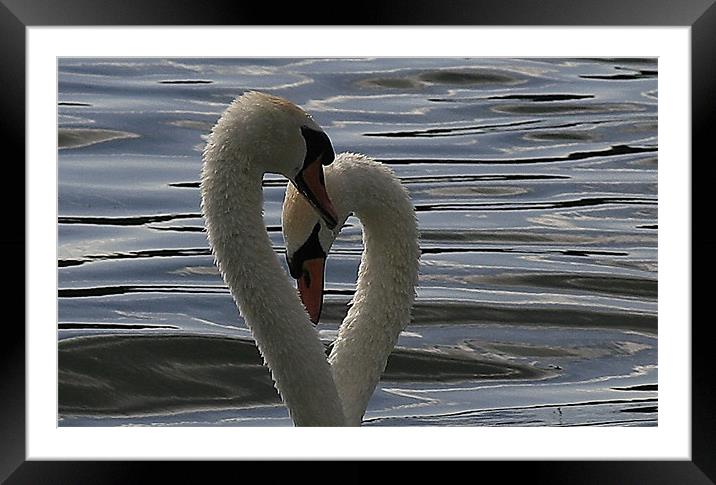 Swan Lovehearts Framed Mounted Print by Trevor White
