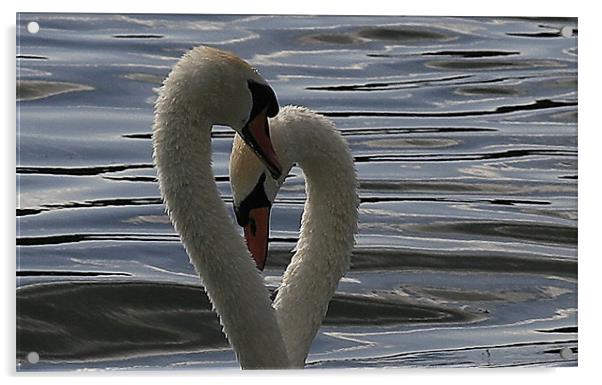 Swan Lovehearts Acrylic by Trevor White