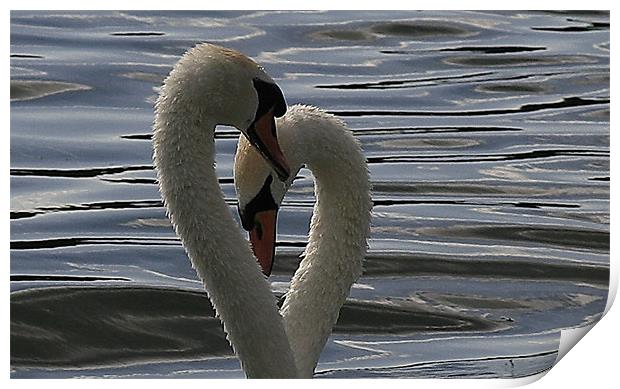 Swan Lovehearts Print by Trevor White