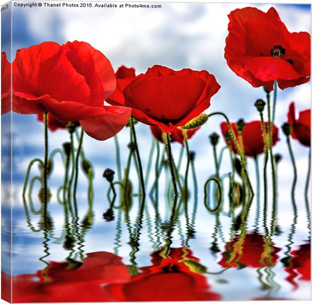  Poppy reflection Canvas Print by Thanet Photos
