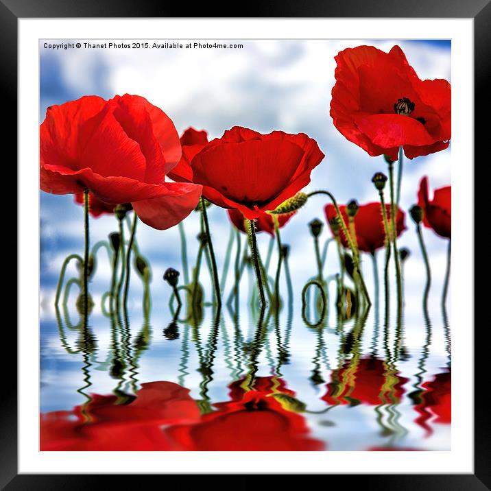  Poppy reflection Framed Mounted Print by Thanet Photos